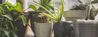 Easy-Care Indoor Plants For Your Home