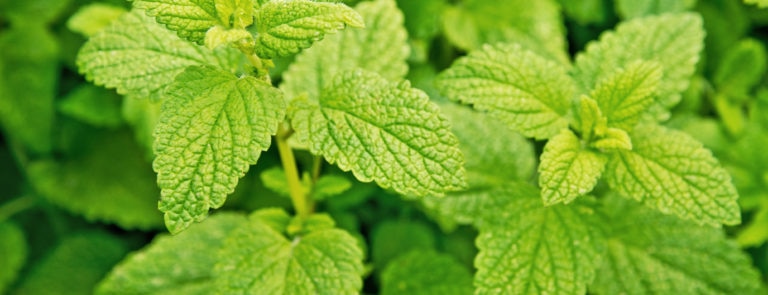 Discover more about lemon balm here, from the potential health benefits like aiding with stress to its actual uses such as applying it as a cream.