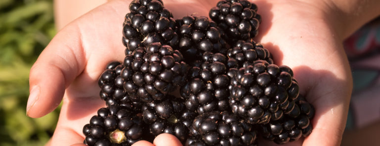 Are mushrooms good for you? 9 benefits | Holland & Barrett