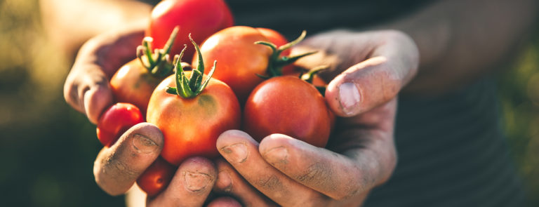 hands holding fresh tomatoes