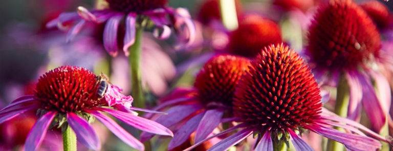 The benefits of echinacea image
