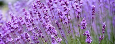 Lavender Essential Oil Uses and Benefits