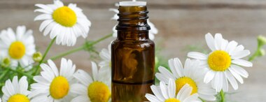 Chamomile Oil: Uses and benefits