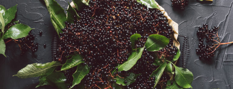 Health benefits of elderberries image