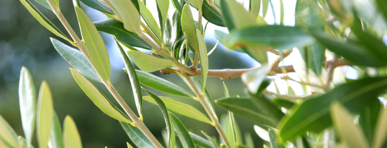 olive leaf