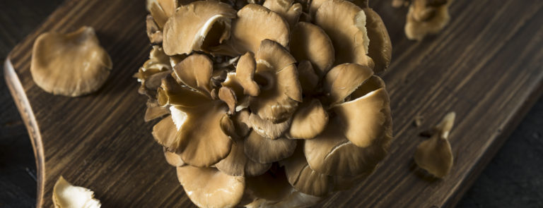 Maitake mushroom benefits image