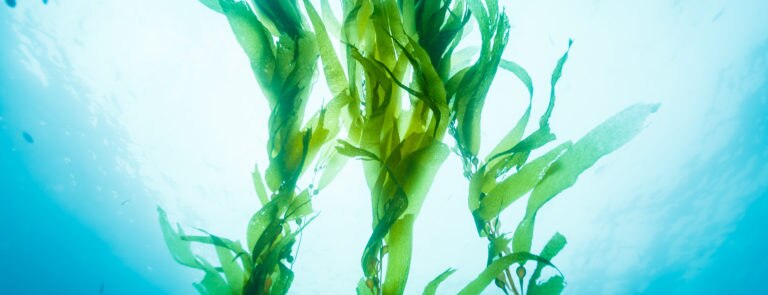 What is kelp? Health benefits and risks image