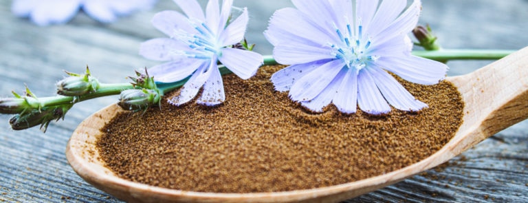 A spoon with powder chicory coffee powder with blue flowers.