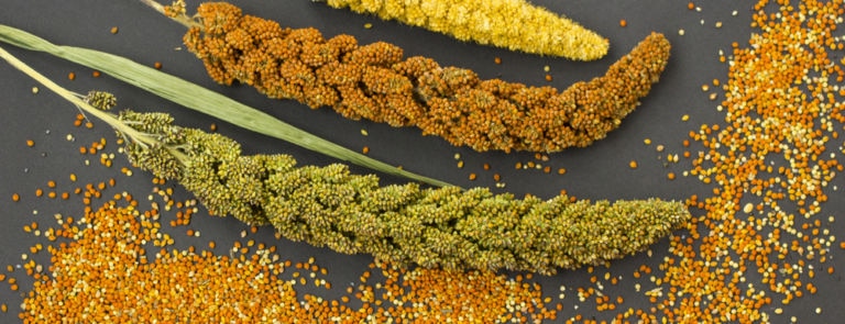 yellow, green and red ears of millet